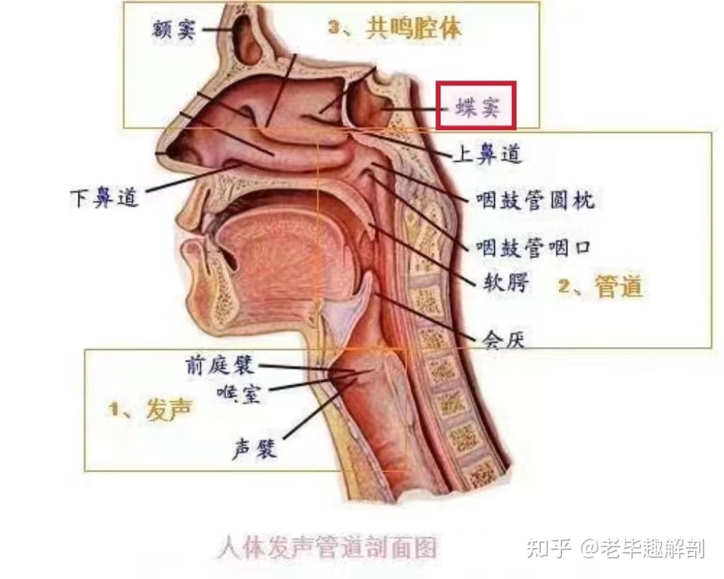 额窦共鸣图片