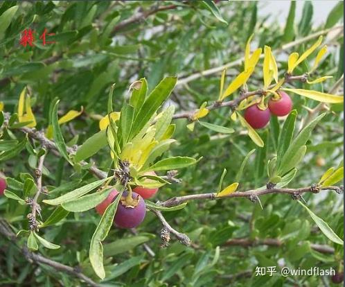 山海经初解——山经探秘(五十二)羭次之山 - 知乎