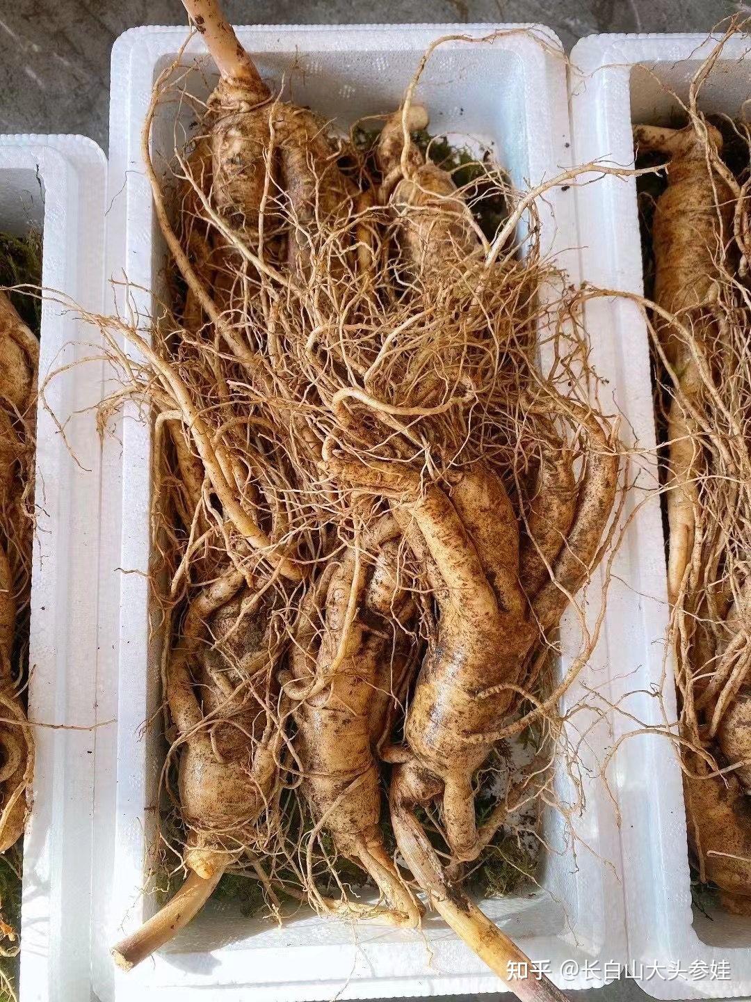 长白山大头参娃