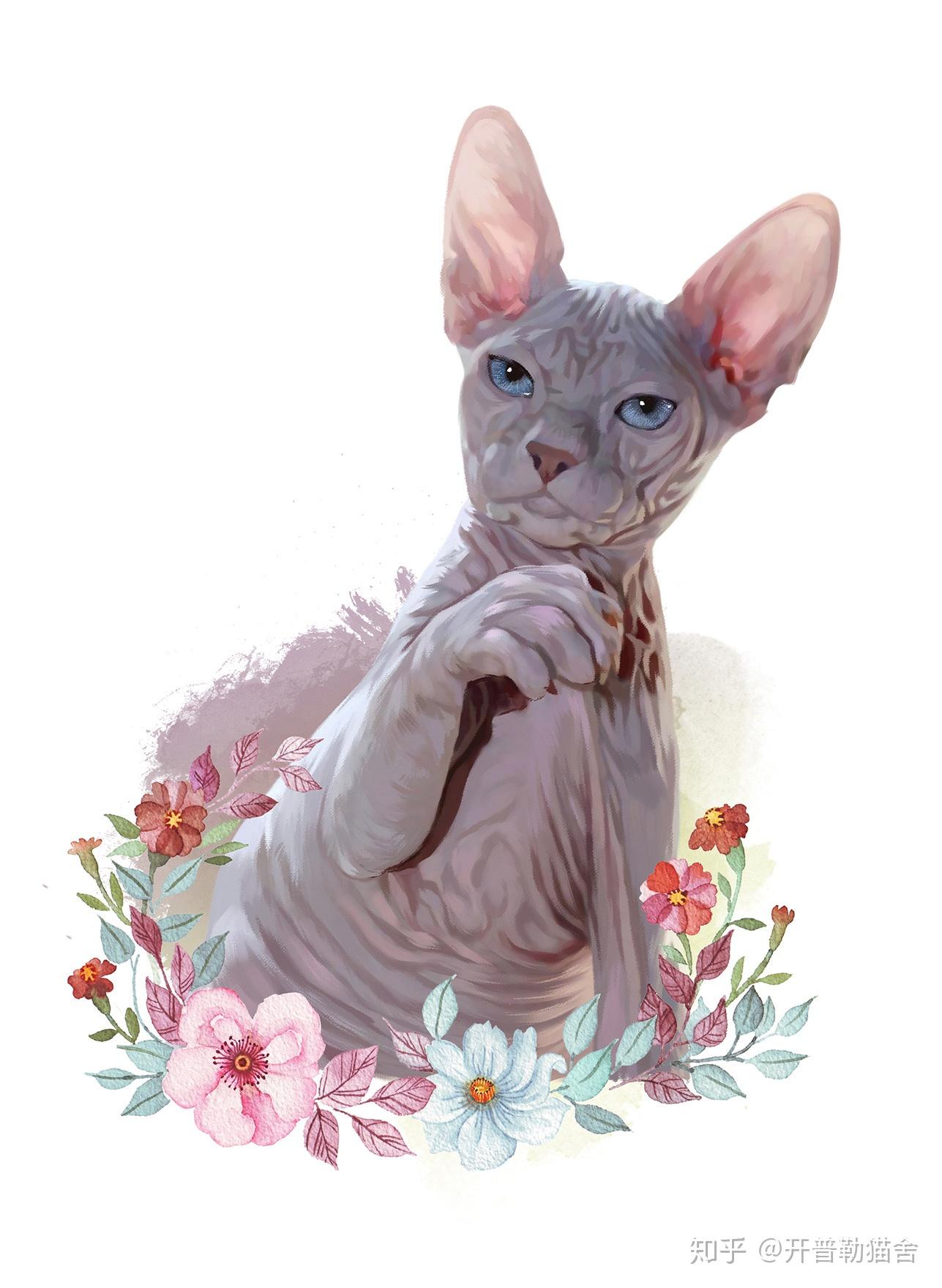 七个无毛猫品种简介1顿斯科伊无毛猫