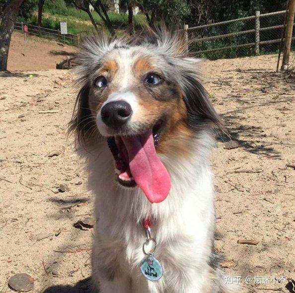 适合新手又被低估的宝藏犬种——迷你美国牧羊犬 - 知乎
