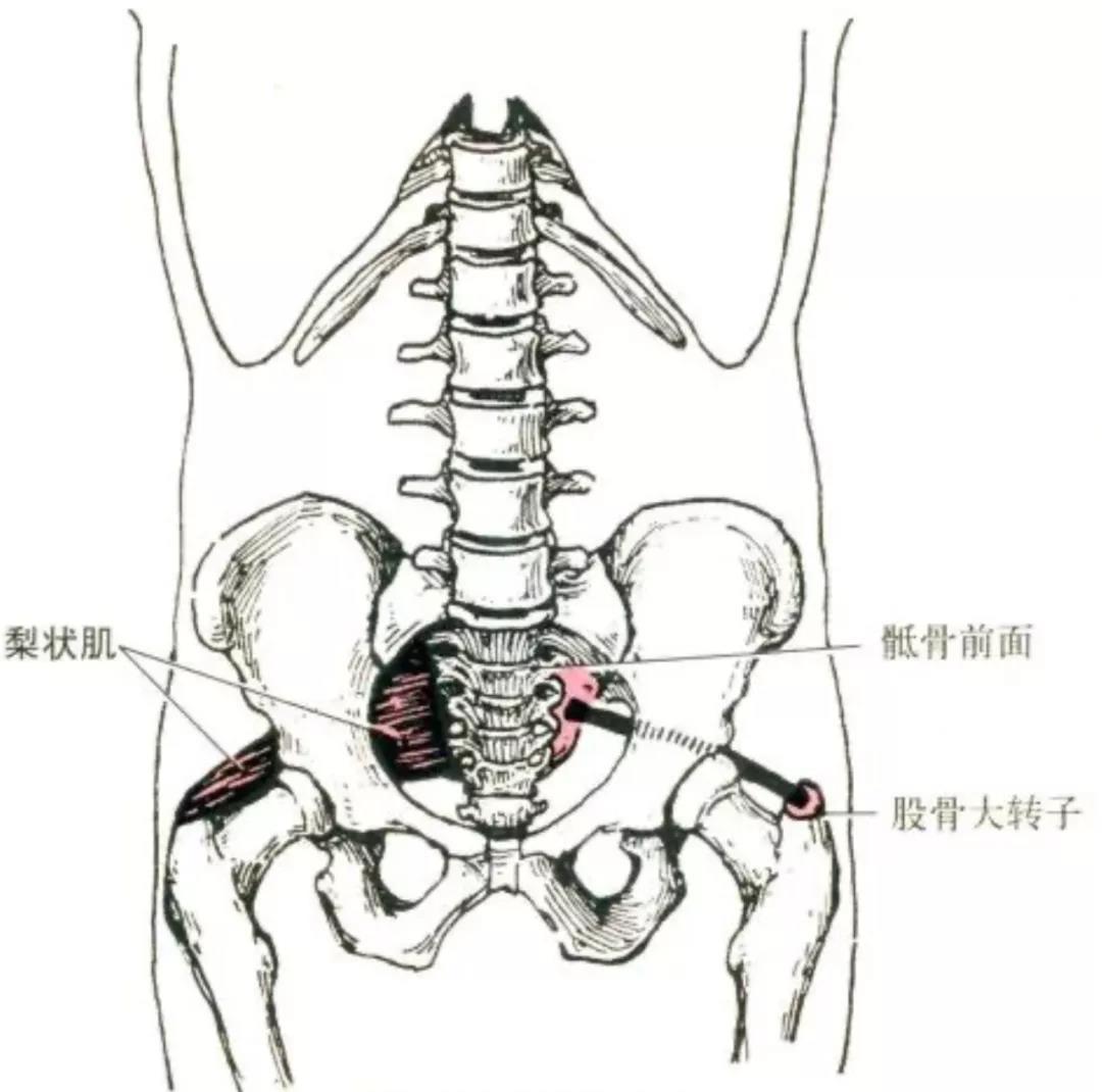 健身需要懂点解剖学(二):下肢肌肉解剖及功能讲解