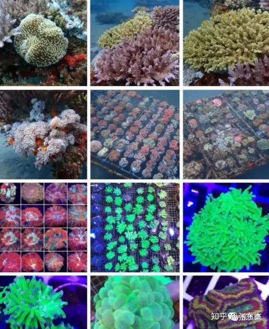 印尼的珊瑚们但是印尼的水文特征就不能简单的去介绍,因为印尼的东边