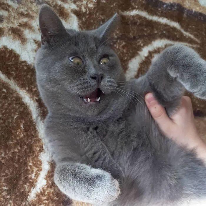 最近,外网有一只"表情包猫猫"被网友疯传.hello,大家好,我是小椰子.