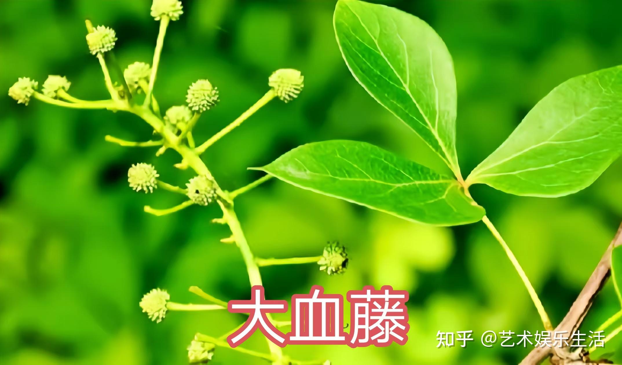 木通科的7种代表植物 - 知乎