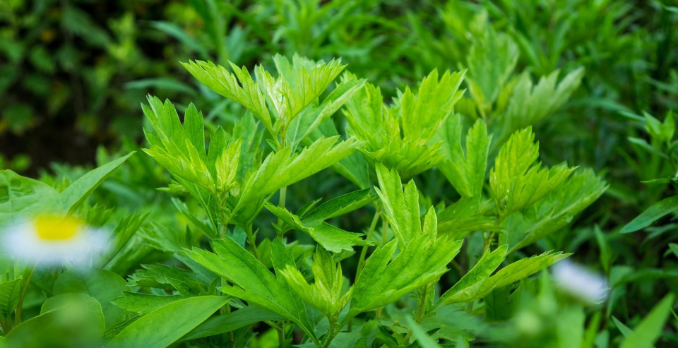 纯天然植物艾草驱蚊驱虫古草凝萃蚊痱花露喷雾夏季带娃不可少