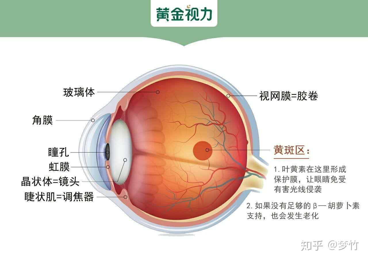 我们来看一下我们来看一下,眼球的基本结构眼睛有,哪几部分构成?