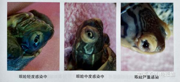 龟龟怎么了?常见疾病的表现与诊断方法(下) - 知乎