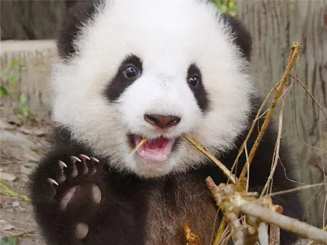 国宝大熊猫帮你提升加拿大申请软实力 - 知乎