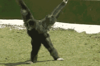 大猩猩跳舞动态图片