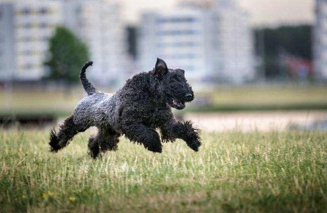 长寿的家庭犬凯利蓝梗