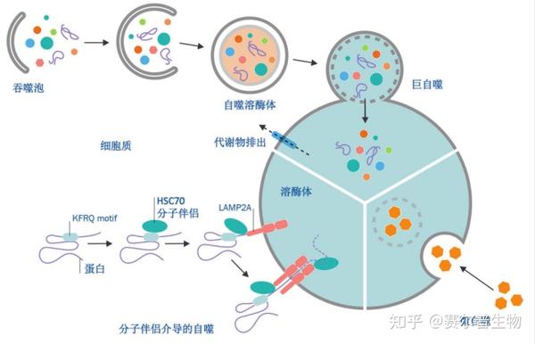 “细胞自噬”入门级知识合集，看这篇就够了 - 知乎