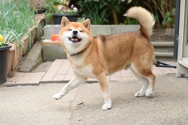 霸道总裁网红柴犬10岁了以歪嘴笑走红网络狗狗堪称移动表情包