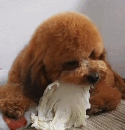 狗子吃了异物,这些催吐好方法交给你!