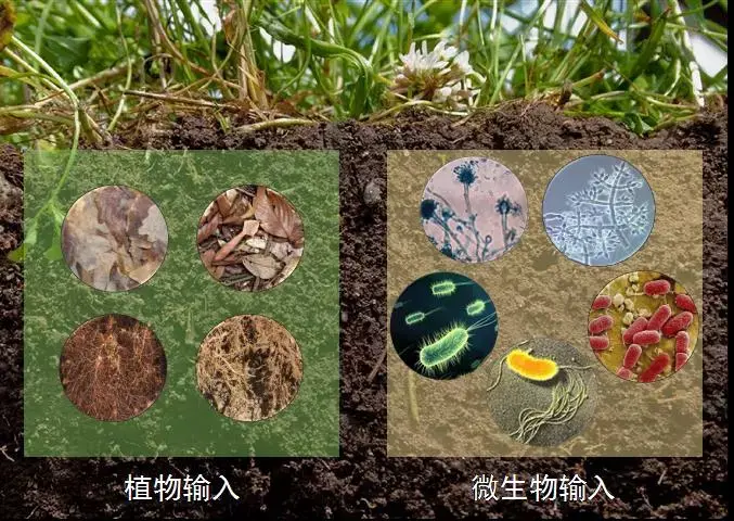 我們首先需要明確土壤有機碳固存的機理,瞭解誰才是土壤固碳的主力軍.