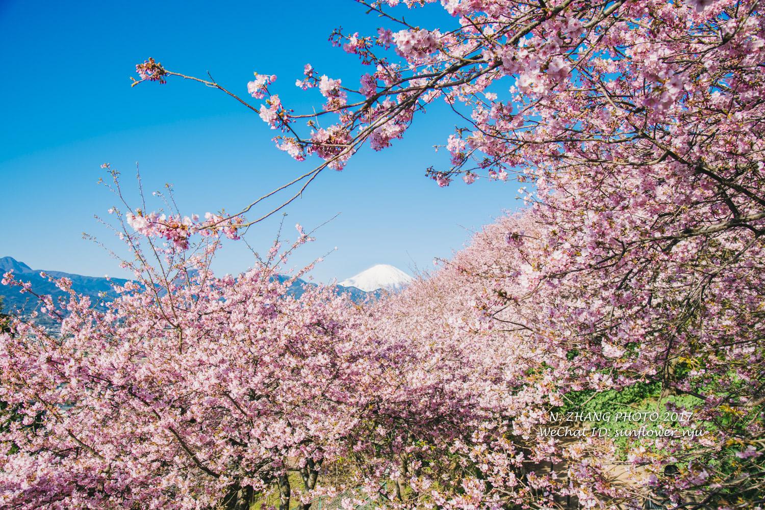 2018年春节｜日本伊豆半岛，富士山樱花行摄之旅