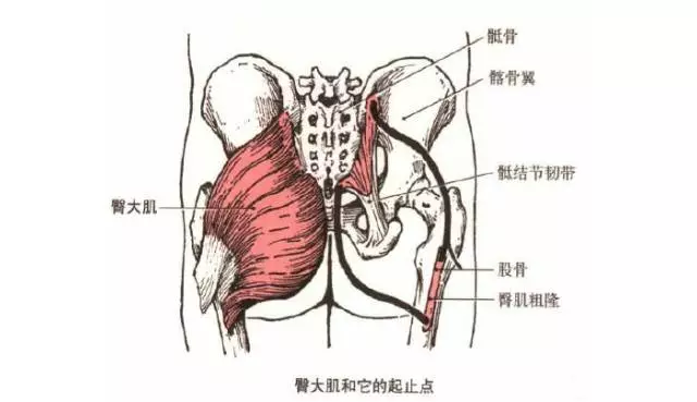 上圖可以看到,臀大肌由於位置特殊,肌纖維的起止點也連接的很複雜(起