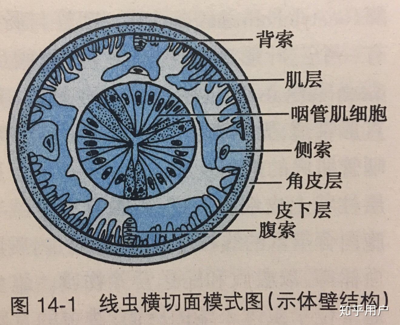 线虫的体壁由什么组成? - 知乎
