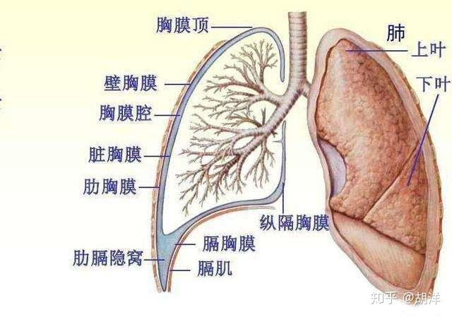 結核性胸膜炎是怎麼回事能夠根治嗎會不會變成慢性疾病