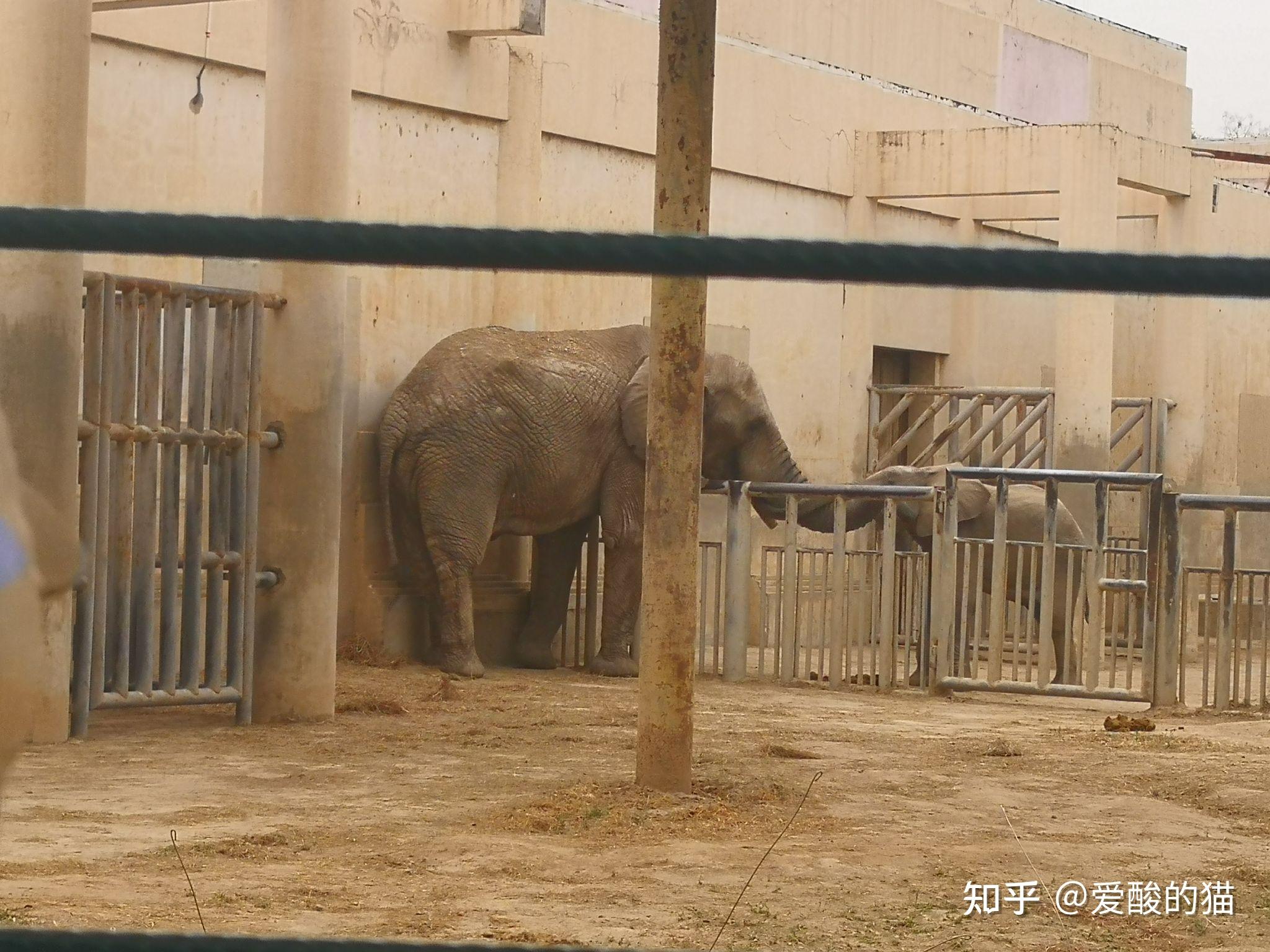 北京动物园犬科动物馆图片