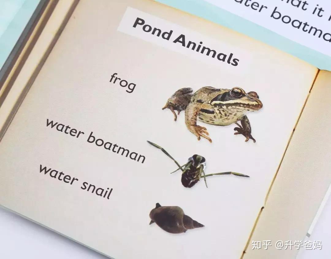 深度解析畅销全球的牛津树自然拼读