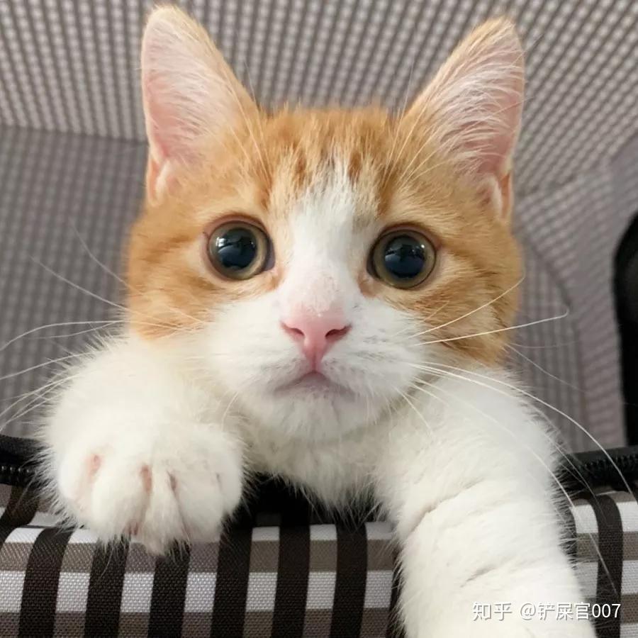 怎么挑选带橘色斑的长毛猫 v2-1ab7d09f1b1e449ad9232c49f3451780_r.jpg
