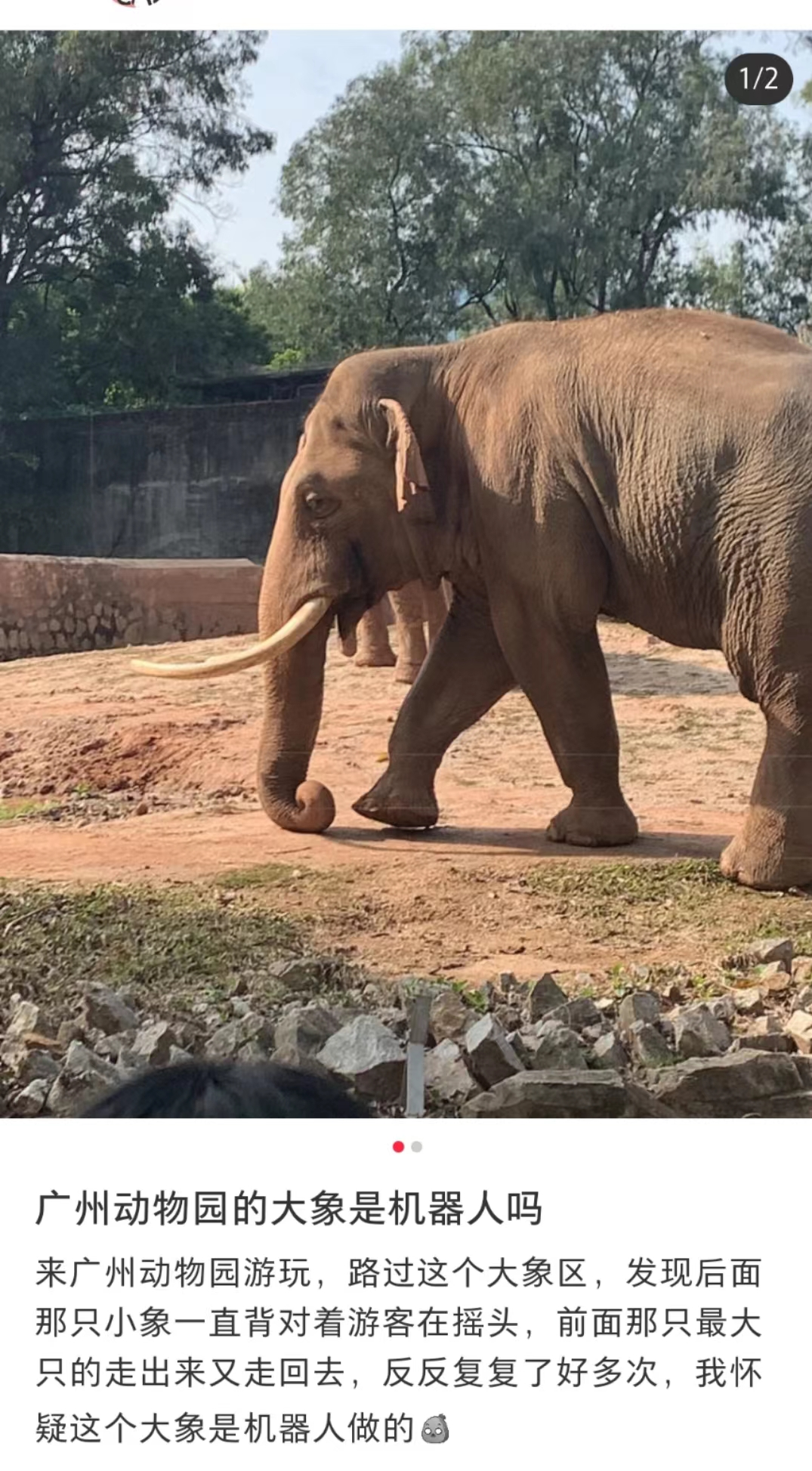 骨瘦如柴的羚羊.在一群憨态可掬的动物里,人们发现了一些"另类".
