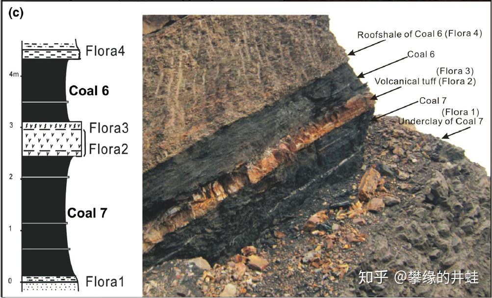 黑色部分是大量植物形成的煤层,被岩石层分隔.