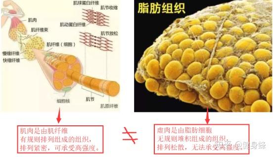 请问节食减肥脂肪和肌肉哪个消耗的比较多。? - 知乎
