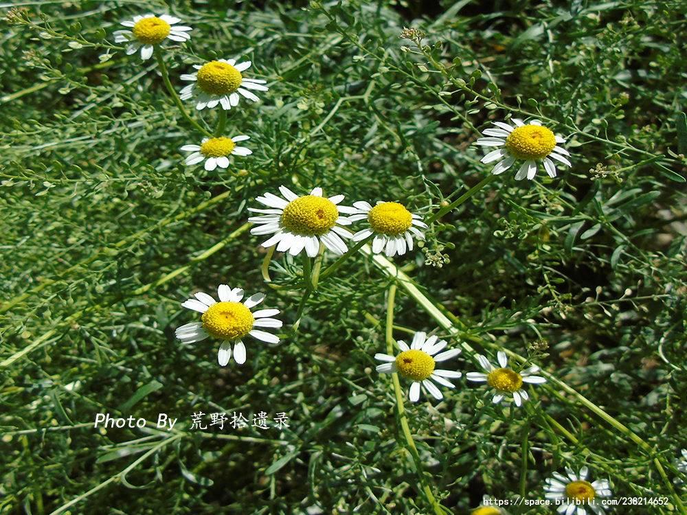 母菊 Matricaria chamomilla L.(洋甘菊) - 知乎