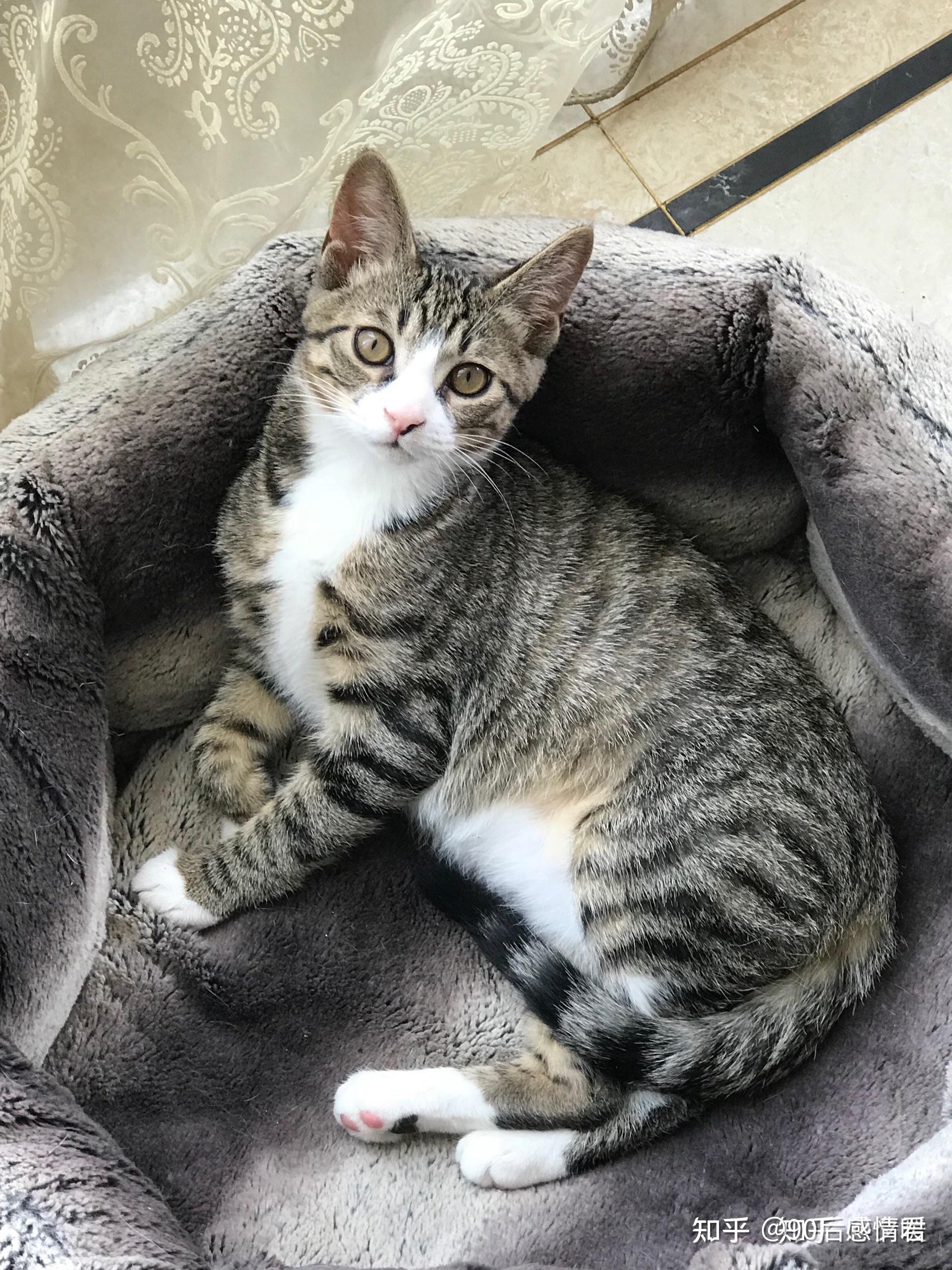 中国特有的狸花猫有多强大