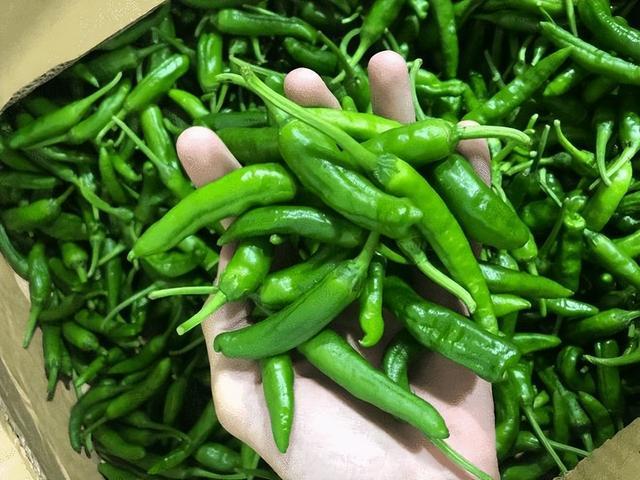 樟树港辣椒是一种湖南的特产辣椒,生长地位于我国湖南省岳阳市湘阴县