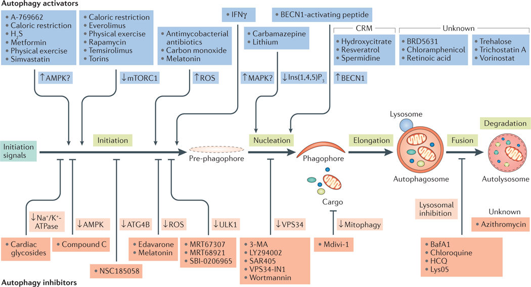 关于细胞自噬看这一篇就够了