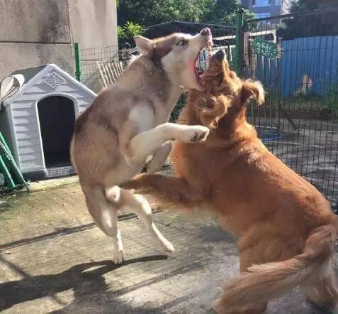 哈士奇与秋田打架表情辣眼睛二哈打架全靠表情包不服不行