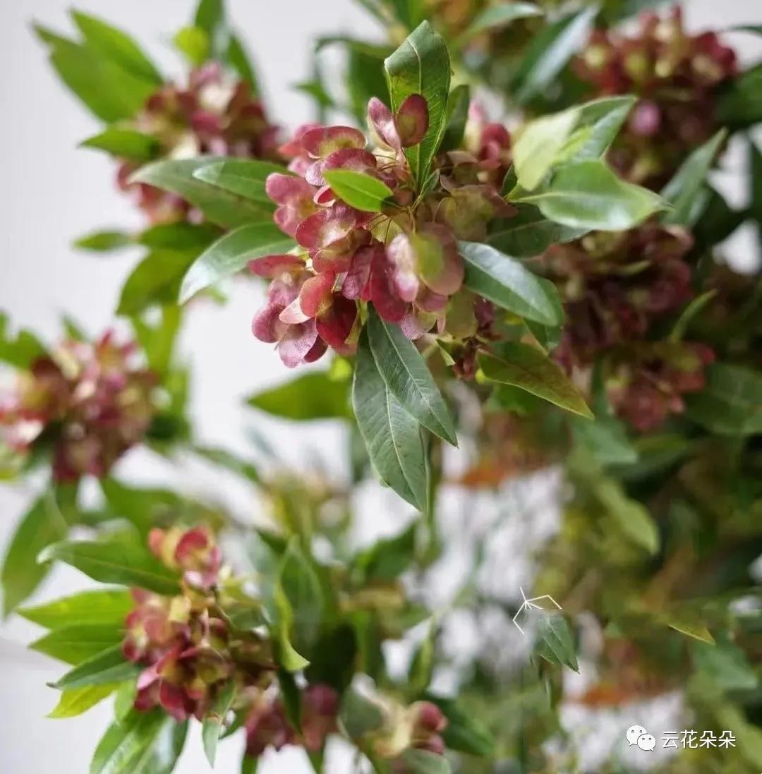 迎客豆初生的花是綠色的,不同於葉子油光發亮的綠