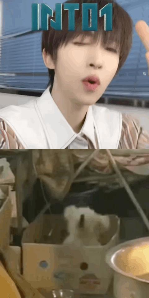 明星动物塑表情包看百变甜c刘宇如何诠释