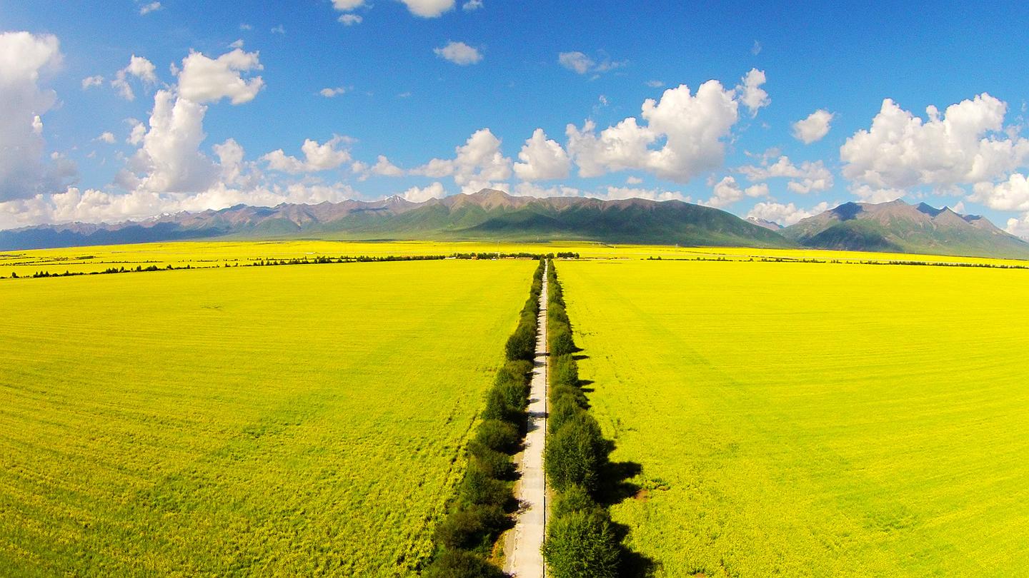 青海旅行全攻略:门源油菜花什么时候最佳?去哪儿观景角度最好?(柠萌旅行原创) - 知乎
