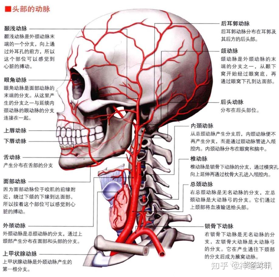 3D解剖丨头颈部、颅脑,满是干货速收藏 - 知乎