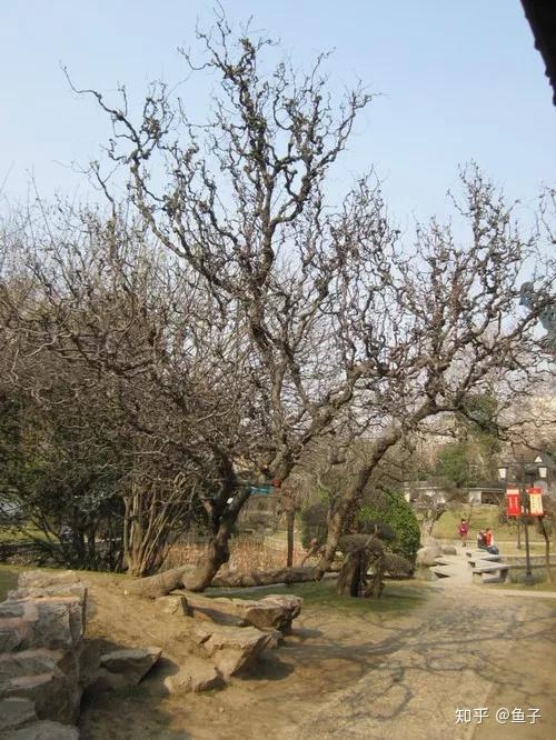 龙枣树盆景的鉴赏与栽培