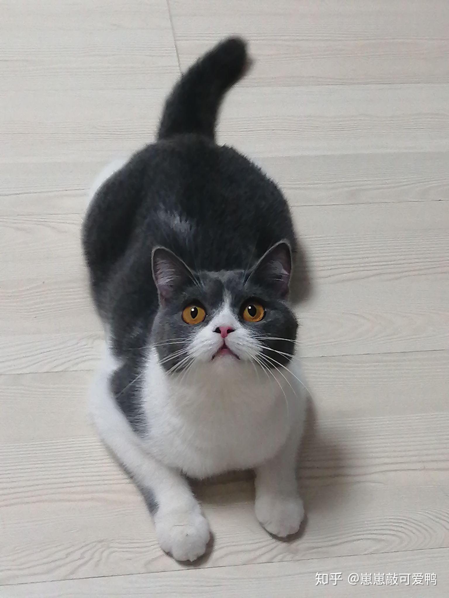 英短蓝白十一个月妹妹品相市场价格值多少钱