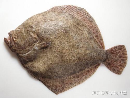 春季鱼病多发 大菱鲆腹水病该如何防控 知乎