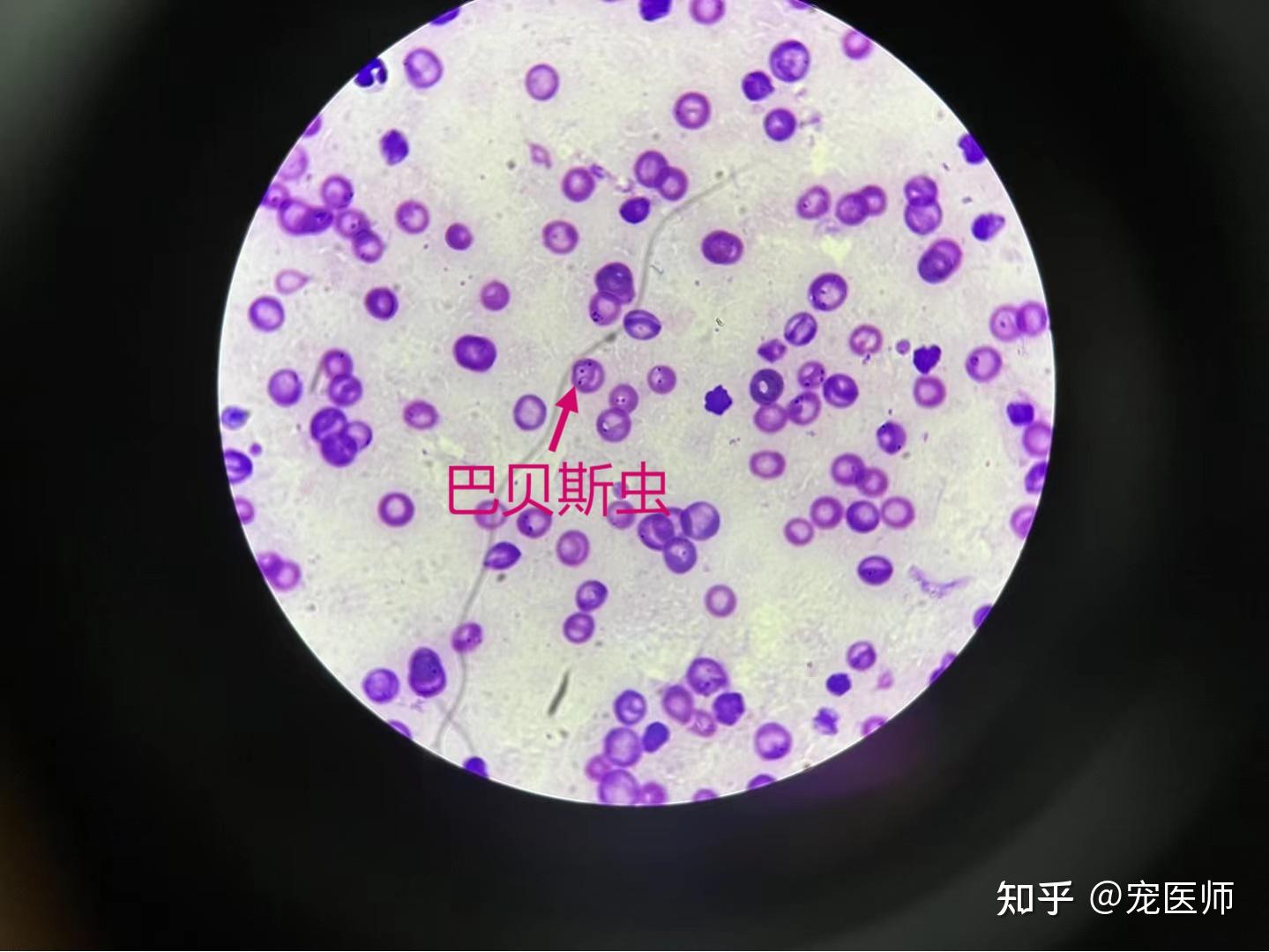 一例血液巴贝斯虫幼犬中兽医治疗