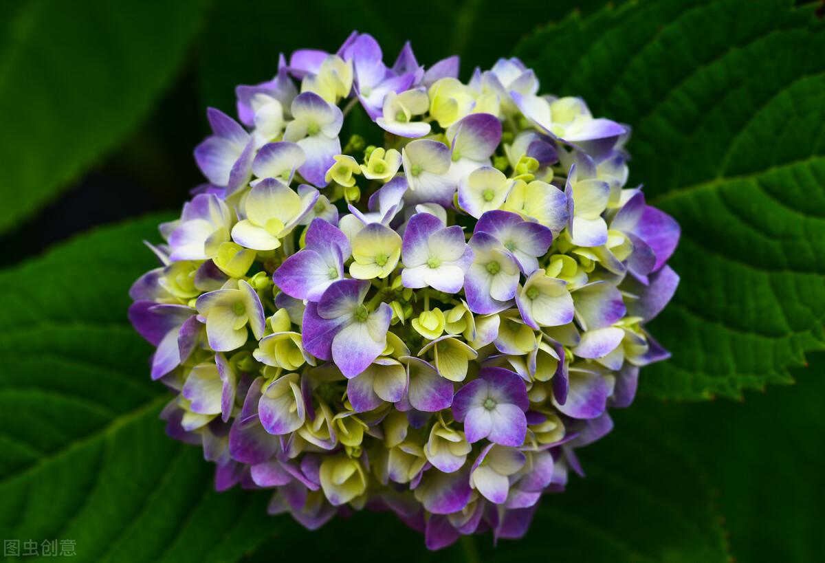 绣球花春天种好它真的不难