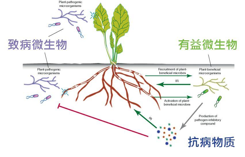 微生物第三个很重要的作用是可以维持土壤生态平衡,帮助植物防止病虫