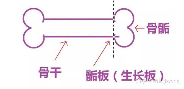 骨龄很关键，莫等骨骺闭合才望“个”兴叹！ - 知乎