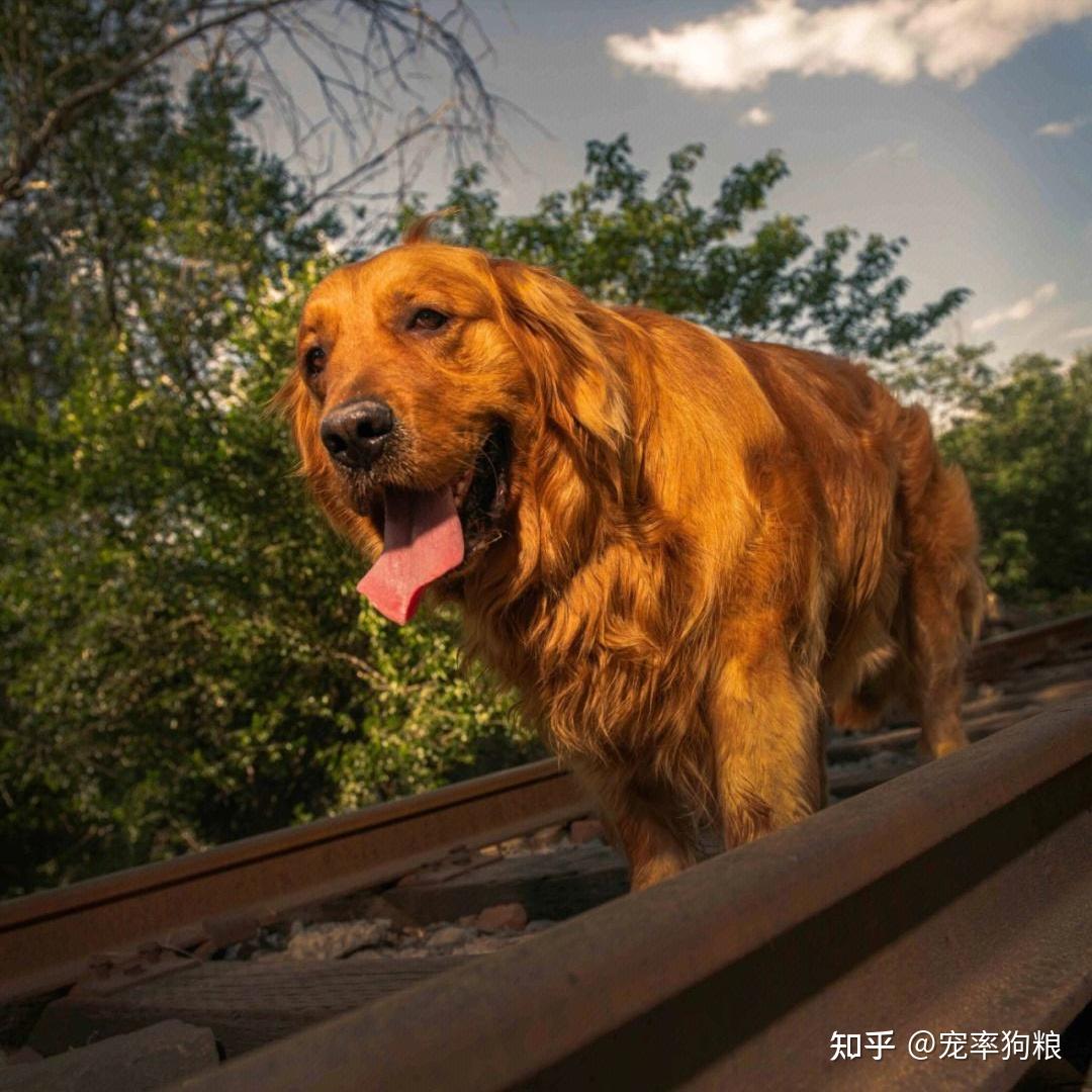 大型而又温顺的狗图片