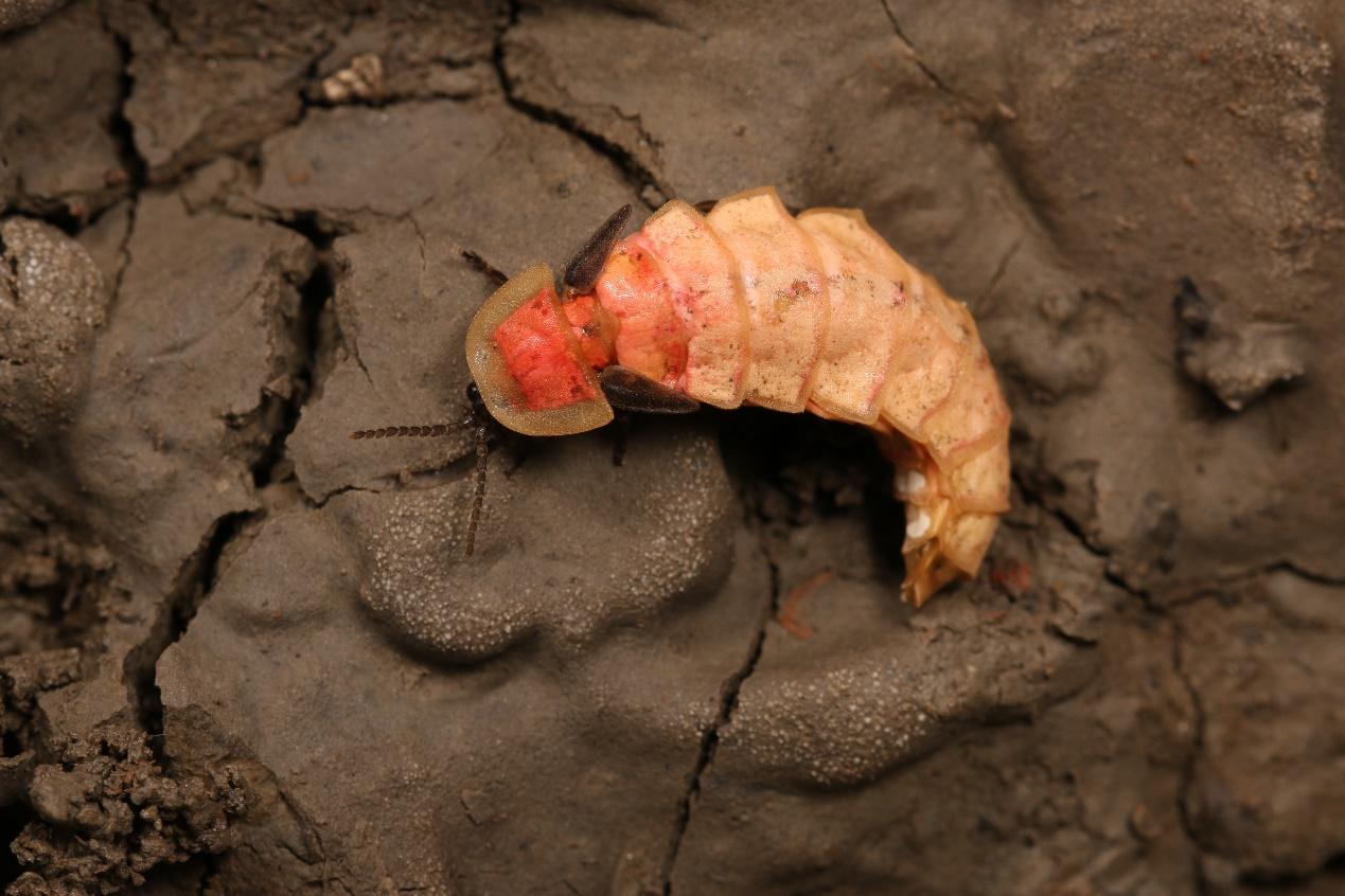 发声乱象丛生脆弱的本土萤火虫归去何方