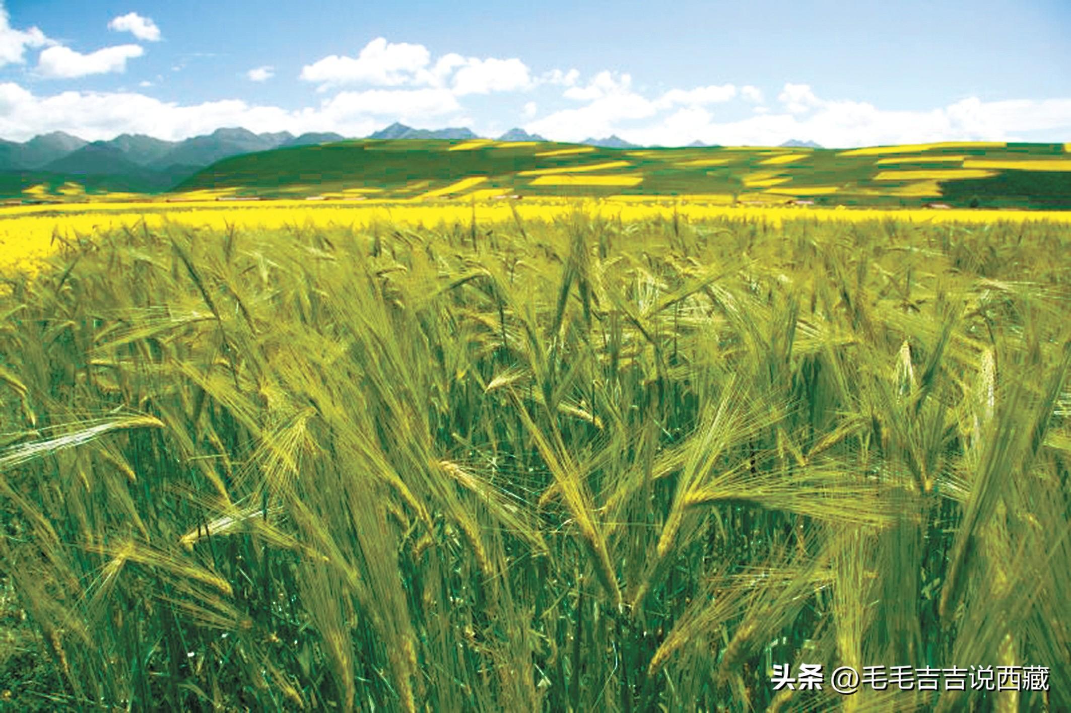 西藏青稞,千年民族传承的杰作 - 知乎