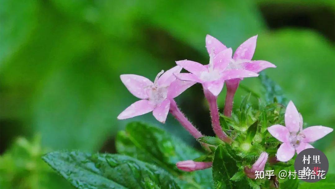 「五星花」这个名字是属于我的!