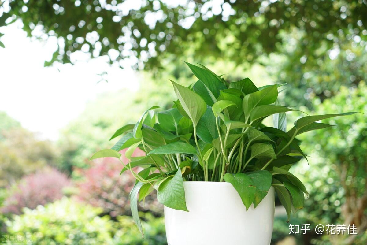 因其耐陰性能強,可作為室內觀賞觀賞植物在室內種植養護.